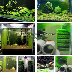 BỘT TẠO RÊU, KÍCH TẢO XANH CHO HỒ CÁ  CẢNH, TÉP SULA