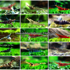 BỘT TẠO RÊU, KÍCH TẢO XANH CHO HỒ CÁ  CẢNH, TÉP SULA