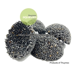 NAPAD TRÒN - GIÁ THỂ TRỒNG CÂY