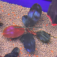 HẠT GỐM | SẠN GỐM XÁM ĐEN - CERAMIC DARK GRAY TRÃI NỀN