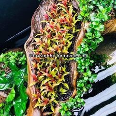 HUYẾT TÂM LAN MINI | ALTERNANTHERA REINECKII - CÂY THỦY SINH