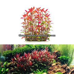 HUYẾT TÂM LAN MINI | ALTERNANTHERA REINECKII - CÂY THỦY SINH