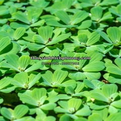 BÈO TAI TƯỢNG / BÈO CÁI - CÂY THỦY SINH