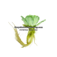 BÈO TAI TƯỢNG / BÈO CÁI - CÂY THỦY SINH