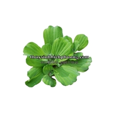 BÈO TAI TƯỢNG / BÈO CÁI - CÂY THỦY SINH