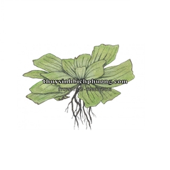 BÈO TAI TƯỢNG / BÈO CÁI - CÂY THỦY SINH