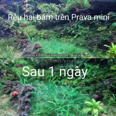 MANGA CLEAN 300ML - CHẾ PHẨM DIỆT RÊU HẠI CẤP TỐC