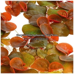 5 NHÁNH BÈO RỄ ĐỎ / DIỆP HẠ CHÂU - CÂY THỦY SINH