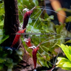 MINERAL SULAWESI 7.5 THƯƠNG HIỆU EBI-VN - KHOÁNG CÁ TÉP