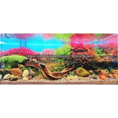 MASTER SOIL (HG-POWDER) - ĐẤT NỀN | PHÂN NỀN CAO CẤP