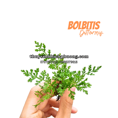 DƯƠNG XỈ CHÂU PHI MINI - CÂY THỦY SINH, BÁN CẠN