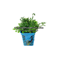 DƯƠNG XỈ CHÂU PHI MINI - CÂY THỦY SINH, BÁN CẠN