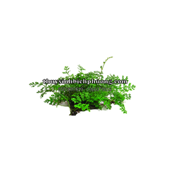 DƯƠNG XỈ CHÂU PHI MINI - CÂY THỦY SINH, BÁN CẠN