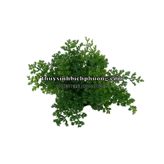 DƯƠNG XỈ CHÂU PHI MINI - CÂY THỦY SINH, BÁN CẠN