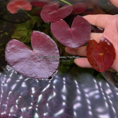 SEN ADA | SEN PERU - CÂY THỦY SINH