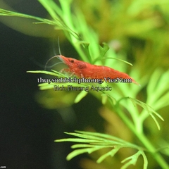 TÉP ĐỎ - SUPER RED CHERY SHRIMP