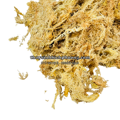 DỚN CHILE (TÚI 100GR) - DỚN MỀM, DỚN KHÔ, DỚN TRẮNG, GIÁ THỂ TRỒNG LAN, CÂY BẮT MỒI, KIỂNG LÁ