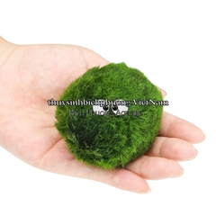 MARIO MOSS BALL - TẢO CẦU RÊU NHẬT BẢN