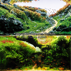 GOLDEN SHIMMER PEBBLE | SỎI NẮNG VÀNG KIM SA