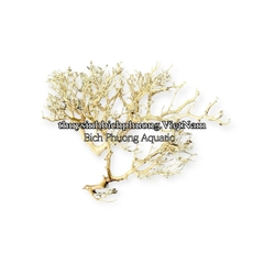 LŨA XƯƠNG CHÙM TÁN QUÝT MINI LÀM TÁN BONSAI