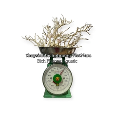 LŨA XƯƠNG CHÙM TÁN QUÝT MINI LÀM TÁN BONSAI