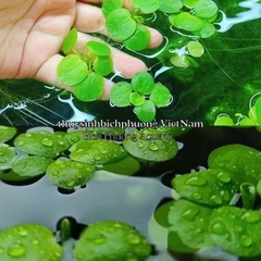 5 BÚP BÈO NHẬT - CÂY THỦY SINH