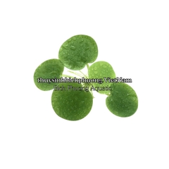 5 BÚP BÈO NHẬT - CÂY THỦY SINH