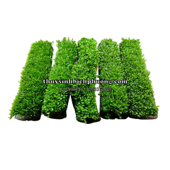 FISSIDENS NOBILIS - RÊU PHƯỢNG VĨ ĐÀI CỘT LŨA