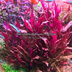 MAGIC BASE PLUS - CỐT NỀN GIÀU DINH DƯỠNG