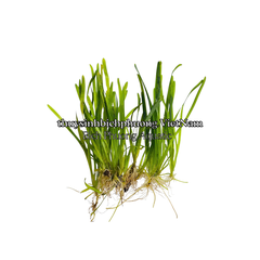 CÂY HẸ NƯỚC THỦY SINH (VALLISNERIA AMERICANA)