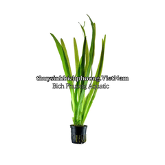 CÂY HẸ NƯỚC THỦY SINH (VALLISNERIA AMERICANA)