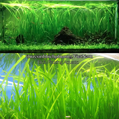 CÂY HẸ NƯỚC THỦY SINH (VALLISNERIA AMERICANA)