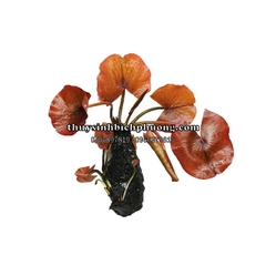 CỦ SÚNG | CỦ SEN THÁI ĐỎ - CÂY THỦY SINH