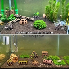 CHOLLA WOOD BABY - LŨA XƯƠNG RỒNG