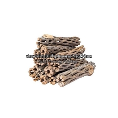 CHOLLA WOOD BABY - LŨA XƯƠNG RỒNG