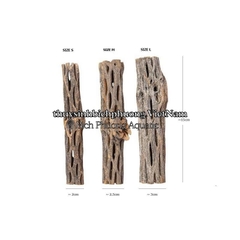 CHOLLA WOOD BABY - LŨA XƯƠNG RỒNG