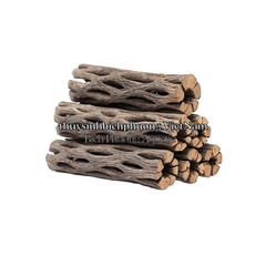 CHOLLA WOOD BABY - LŨA XƯƠNG RỒNG