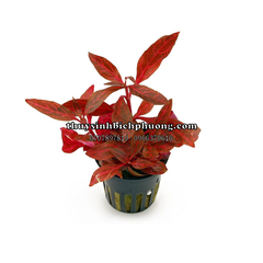HUYẾT TÂM LAN MINI GÂN TRẮNG |  ALTERNANTHERA REINECKII "ROSANERVIG" - CÂY THỦY SINH