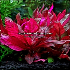 HUYẾT TÂM LAN MINI GÂN TRẮNG |  ALTERNANTHERA REINECKII "ROSANERVIG" - CÂY THỦY SINH