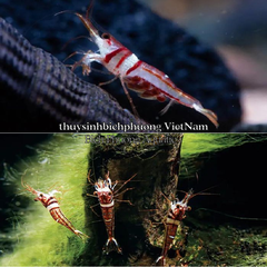 MINERAL SULAWESI 8.5 THƯƠNG HIỆU EBI-VN - KHOÁNG CÁ TÉP