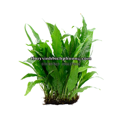 DƯƠNG XỈ JAVA | MICROSORUM PTEROPUS - CÂY THỦY SINH