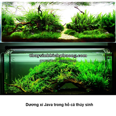 DƯƠNG XỈ JAVA | MICROSORUM PTEROPUS - CÂY THỦY SINH