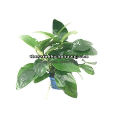 RÁY LÁ HOA | ANUBIAS NANA FLOWER - CÂY THỦY SINH