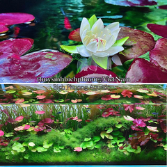 SEN ADA | SEN PERU - CÂY THỦY SINH