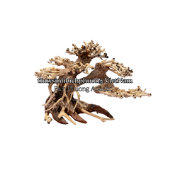 BONSAI MINI TÁN ĐỔ TRÁI QUA PHẢI - TIỂU CẢNH GỖ LŨA