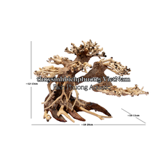 BONSAI MINI TÁN ĐỔ TRÁI QUA PHẢI - TIỂU CẢNH GỖ LŨA
