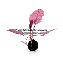CÂY SEN TIGER MINI THỦY SINH
