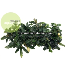 NAPAD NÂU - GIÁ THỂ TRỒNG CÂY