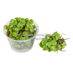 BÈO TAI CHUỘT - SALVINIA CUCULLATA