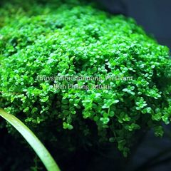 TRÂN CHÂU CUBA (Hemianthus callitrichoides ‘Cuba’)